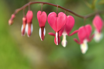 Fototapeta premium Beautiful colorful flower background. Beautiful flowers in bloom. Spring blooming flowers close view. Flowers bloom in spring. Colorful flowers blooming