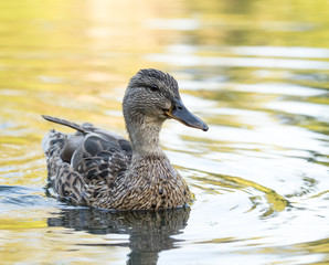 Wild duck at a pond