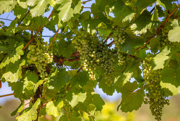 green grapes in summer vineyard