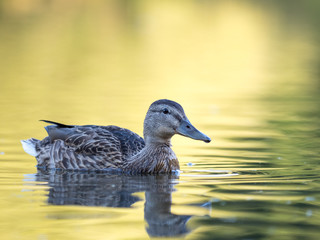 Wild duck at a pond
