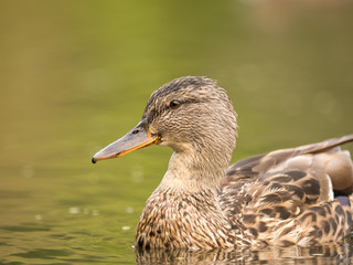 Wild duck at a pond