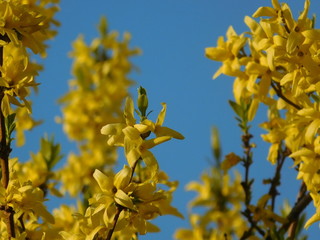 Yellow flower