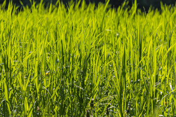 Beautiful horizontal texture of green Creeping Wild Rye grass is in summer