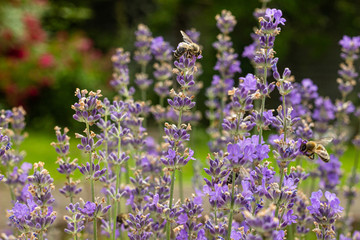 Lavender bush and honeybees in the garden. Springtime meadow concept