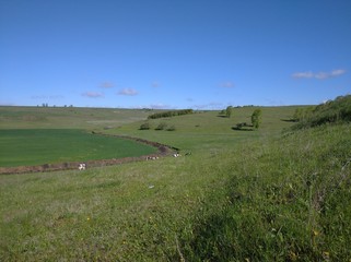 Fototapeta premium landscape with cows