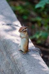 Naklejka na ściany i meble Chipmunk sitting on a concrete fence in the forest