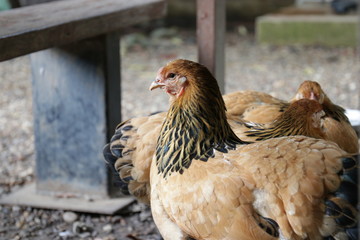 Close up Brahma chicken , Giant Chicken