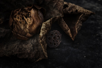 Dried and withered lotus flower,
summer plants memory with square format.