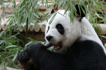 Fototapeta na wymiar Cute Giant Panda in Thailand