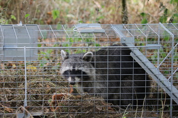 Waschbär gefangen in einer Falle
Procyon lotor
