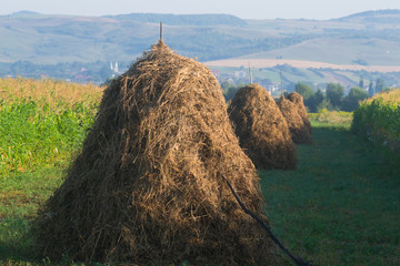 dry grass collected manually  in the countryside