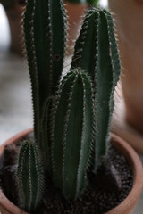 cactus in Terracotta Pot  in the garden