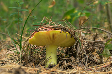 Boletus edulis edible mushroom in the forest