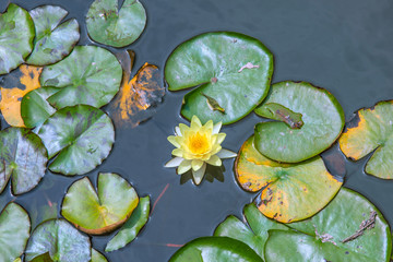 Classical Chinese Lotus Flower with green water leafs