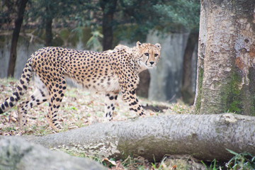 チーター