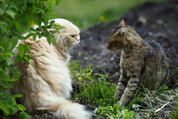 Conflict of two homeless cats on a background of green lawn in the park, close-up.