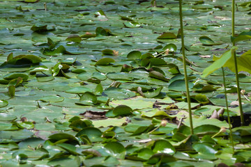 Water plants and green leafs, Oriental Garden