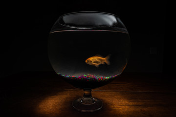 Goldfish in Bowl Isolated