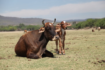 cow and her calf in the farm