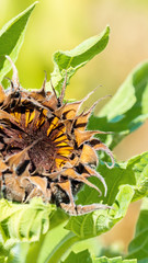Disease of sunflowers in agricultural plantation. Dried head or head rot of young sunflower, harvest failure.