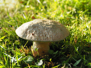The edible white mushroom gyroporus cyanescens, which turns blue when cut. Delicious fungus for cooking delicious vegetarian dishes.