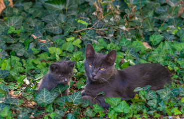 Naklejka na ściany i meble a gray short-haired stray, wild and homeless cat with bright yellow eyes lies with her little gray kitten in the grass among thickets of Colchis ivy on a summer day