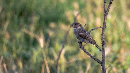A sparrow sits on a branch in the garden on a summer day.