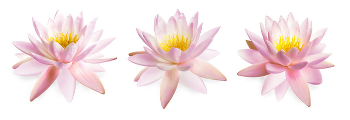 Fototapeta na wymiar Set of beautiful lotus flowers isolated on white