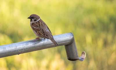 Fototapeta premium A sparrow sits on a water pipe in a garden on a summer day.