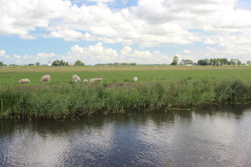 Beautiful view of the Dutch landscape with meadows and grazing Frisian sheep. Photo was taken on a sunny day in the Summer.