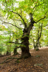 Fototapeta premium An imposing old chestnut tree in a chestnut grove in El Tiemblo, Avila,