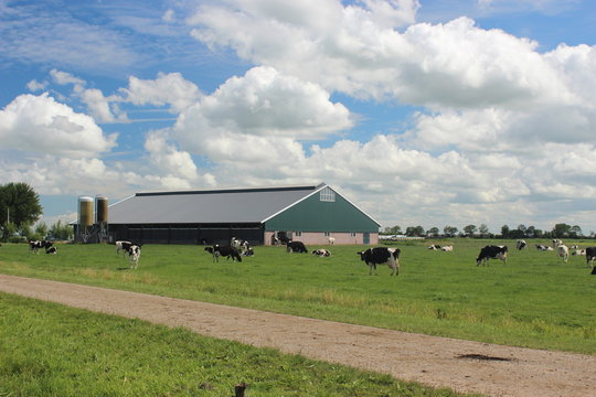 Beautiful view over a Dutch pastures with a farm and frisian cows. Photo was taken on a sunny summer day.