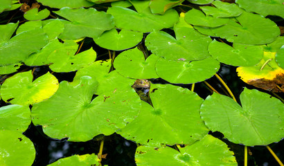 frog in dark water looking out between green lily pads