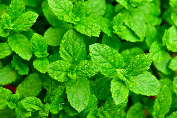 Fresh organic mint with drops of water top view