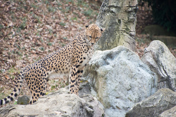チーター