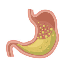 Human stomach. Anatomy, structure of internal organs. Digestive system. Vector illustration