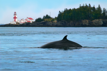Head harbour Lightstation with Minke whale in the foreground