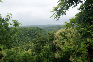 Obraz na płótnie Canvas BEAUTIFUL OF RAINY GREEN FOREST MOUNTAIN 