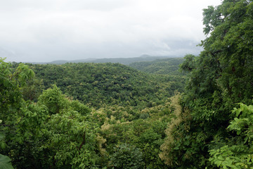 Fototapeta na wymiar BEAUTIFUL OF RAINY GREEN FOREST MOUNTAIN 