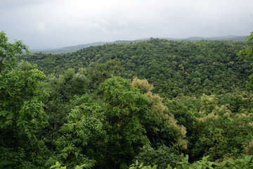 BEAUTIFUL OF RAINY GREEN FOREST MOUNTAIN 