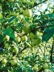 many unripe green apples on a tree branch in the garden