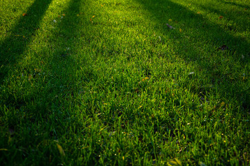 Colorful landscape of green grass background at sunlights