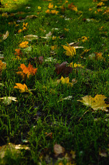 Autumn background of fallen yellow maple leaves on green grass