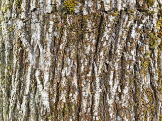 Obraz premium Texture of the white bark of a tree with green moss and lichen, as background