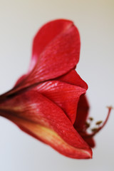 bright red amaryllis flower close up