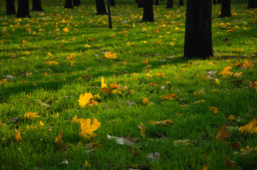 Obraz premium Autumn landscape background of fallen yellow maple leaves on the green grass in the park