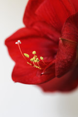 bright red amaryllis flower close up