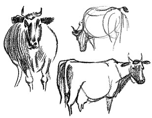 Freehand drawings of cows grazing in meadow