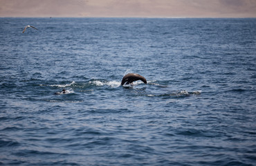 Fototapeta premium bellos Lobos marinos nadando y saltando en el mar del océano pacifico en Perú