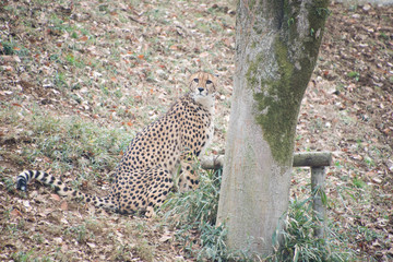 チーター